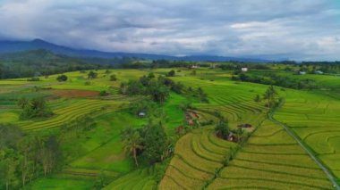 beautiful morning view indonesia panorama landscape paddy fields with beauty color and sky natural light