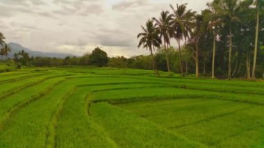 beautiful morning view indonesia panorama landscape paddy fields with beauty color and sky natural light