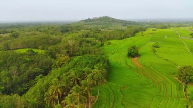 beautiful morning view indonesia panorama landscape paddy fields with beauty color and sky natural light