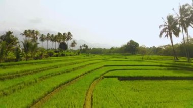 beautiful morning view indonesia panorama landscape paddy fields with beauty color and sky natural light