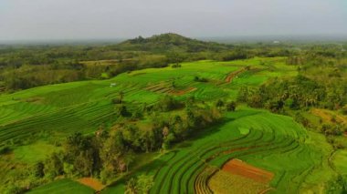 beautiful morning view indonesia panorama landscape paddy fields with beauty color and sky natural light