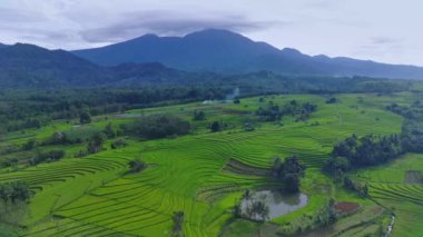 beautiful morning view indonesia panorama landscape paddy fields with beauty color and sky natural light