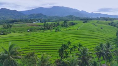 beautiful morning view indonesia panorama landscape paddy fields with beauty color and sky natural light