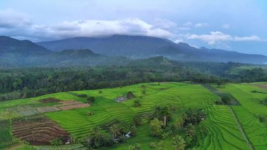 beautiful morning view indonesia panorama landscape paddy fields with beauty color and sky natural light