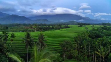 beautiful morning view indonesia panorama landscape paddy fields with beauty color and sky natural light