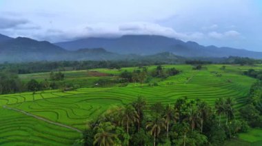 beautiful morning view indonesia panorama landscape paddy fields with beauty color and sky natural light
