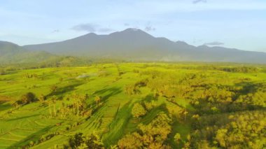 beautiful morning view indonesia panorama landscape paddy fields with beauty color and sky natural light