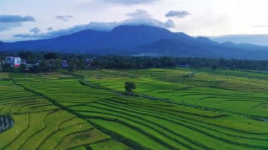 beautiful morning view indonesia panorama landscape paddy fields with beauty color and sky natural light