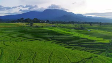 beautiful morning view indonesia panorama landscape paddy fields with beauty color and sky natural light