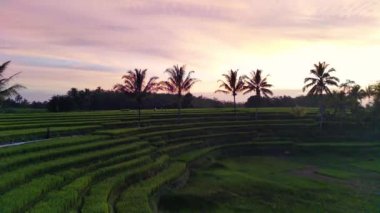 beautiful morning view indonesia panorama landscape paddy fields with beauty color and sky natural light
