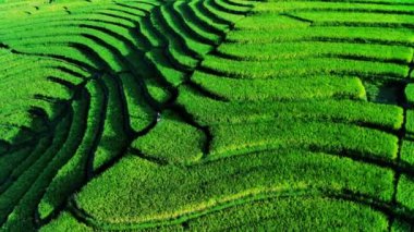 beautiful morning view indonesia panorama landscape paddy fields with beauty color and sky natural light