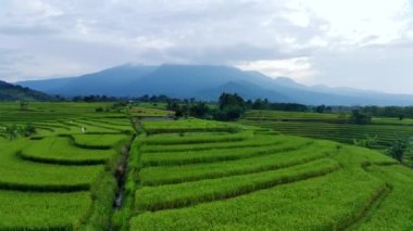 beautiful morning view indonesia panorama landscape paddy fields with beauty color and sky natural light