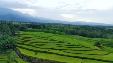 beautiful morning view indonesia panorama landscape paddy fields with beauty color and sky natural light