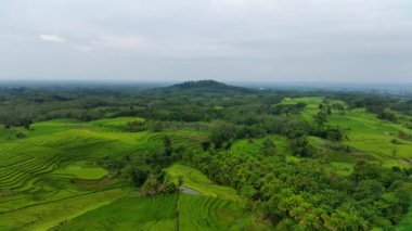 beautiful morning view indonesia panorama landscape paddy fields with beauty color and sky natural light
