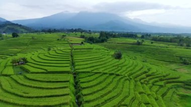 beautiful morning view indonesia panorama landscape paddy fields with beauty color and sky natural light