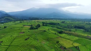 beautiful morning view indonesia panorama landscape paddy fields with beauty color and sky natural light