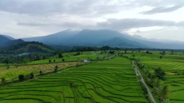 beautiful morning view indonesia panorama landscape paddy fields with beauty color and sky natural light