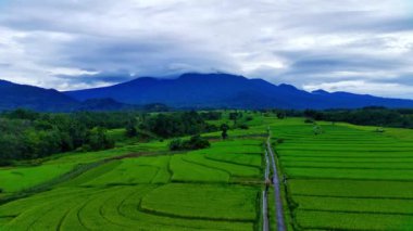 beautiful morning view indonesia panorama landscape paddy fields with beauty color and sky natural light
