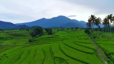 beautiful morning view indonesia panorama landscape paddy fields with beauty color and sky natural light