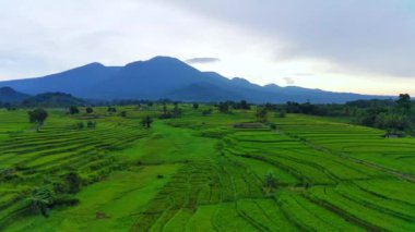 beautiful morning view indonesia panorama landscape paddy fields with beauty color and sky natural light