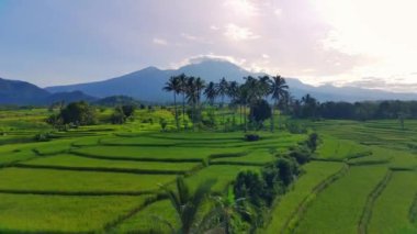 beautiful morning view indonesia panorama landscape paddy fields with beauty color and sky natural light