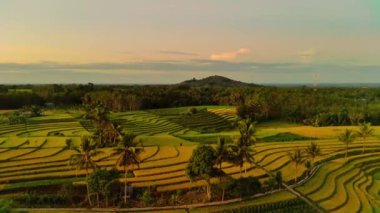 beautiful morning view indonesia panorama landscape paddy fields with beauty color and sky natural light