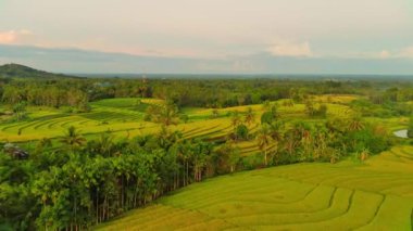 beautiful morning view indonesia panorama landscape paddy fields with beauty color and sky natural light