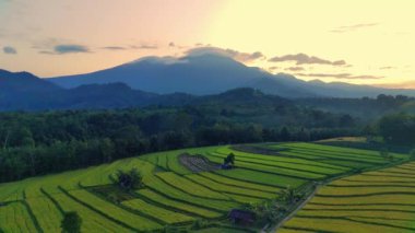 beautiful morning view indonesia panorama landscape paddy fields with beauty color and sky natural light