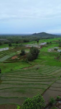 beautiful morning view indonesia panorama landscape paddy fields with beauty color and sky natural light