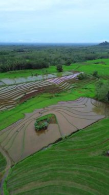 beautiful morning view indonesia panorama landscape paddy fields with beauty color and sky natural light