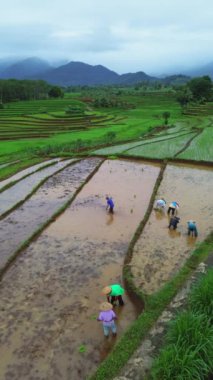 beautiful morning view indonesia panorama landscape paddy fields with beauty color and sky natural light
