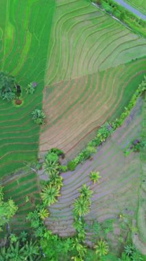 beautiful morning view indonesia panorama landscape paddy fields with beauty color and sky natural light