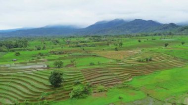 beautiful morning view indonesia panorama landscape paddy fields with beauty color and sky natural light