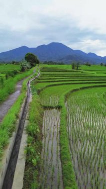 beautiful morning view indonesia panorama landscape paddy fields with beauty color and sky natural light