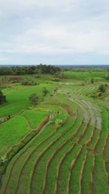 beautiful morning view indonesia panorama landscape paddy fields with beauty color and sky natural light