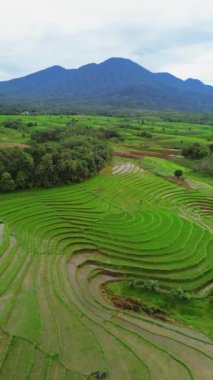 beautiful morning view indonesia panorama landscape paddy fields with beauty color and sky natural light
