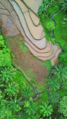 beautiful morning view indonesia panorama landscape paddy fields with beauty color and sky natural light