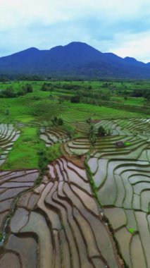 beautiful morning view indonesia panorama landscape paddy fields with beauty color and sky natural light