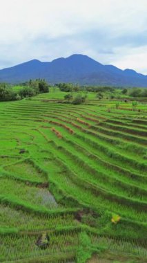 beautiful morning view indonesia panorama landscape paddy fields with beauty color and sky natural light