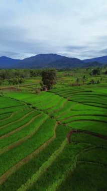 beautiful morning view indonesia panorama landscape paddy fields with beauty color and sky natural light