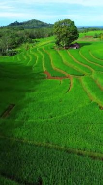 beautiful morning view indonesia panorama landscape paddy fields with beauty color and sky natural light