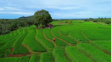 beautiful morning view indonesia panorama landscape paddy fields with beauty color and sky natural light