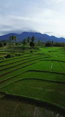 beautiful morning view indonesia panorama landscape paddy fields with beauty color and sky natural light