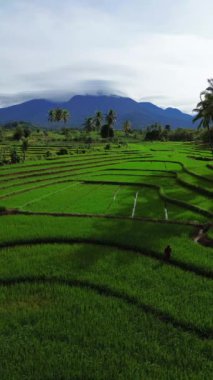 beautiful morning view indonesia panorama landscape paddy fields with beauty color and sky natural light