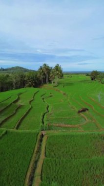 beautiful morning view indonesia panorama landscape paddy fields with beauty color and sky natural light