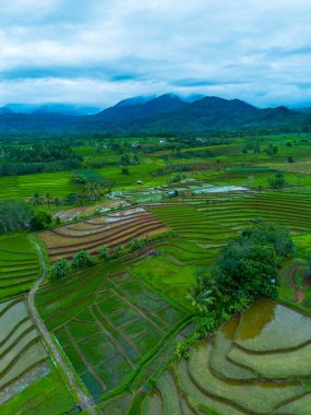 Endonezya 'nın güzelliği, Kuzey Bengkulu' daki pirinç tarlaları, dağları ve tropikal ormanları olan Endonezya 'nın güzel bir sabah manzarası.