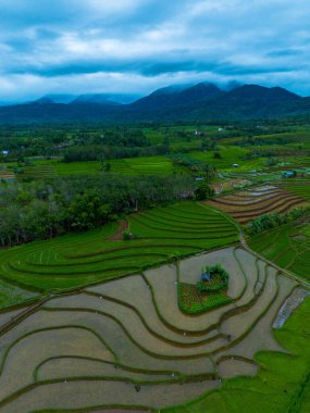 Endonezya 'nın güzelliği, Kuzey Bengkulu' daki pirinç tarlaları, dağları ve tropikal ormanları olan Endonezya 'nın güzel bir sabah manzarası.