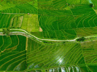 Endonezya 'nın güzelliği, Kuzey Bengkulu' daki pirinç tarlaları, dağları ve tropikal ormanları olan Endonezya 'nın güzel bir sabah manzarası.