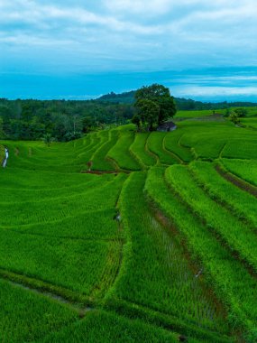 Endonezya 'nın güzelliği, Kuzey Bengkulu' daki pirinç tarlaları, dağları ve tropikal ormanları olan Endonezya 'nın güzel bir sabah manzarası.