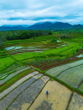 Endonezya 'nın güzelliği, Kuzey Bengkulu' daki pirinç tarlaları, dağları ve tropikal ormanları olan Endonezya 'nın güzel bir sabah manzarası.